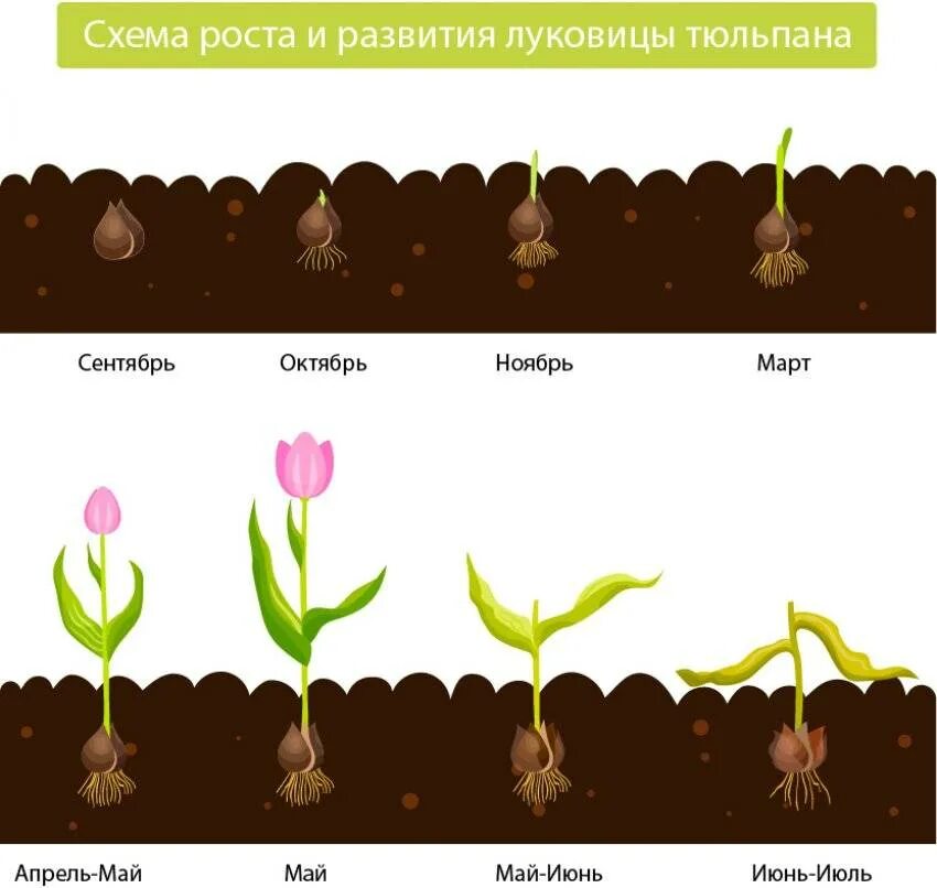 Через какое время после посадки цветет
