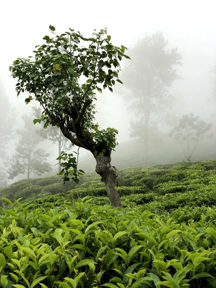 Дерево плантации. Чайная плантация Китай Юннань. Очамчира чайные плантации. Уишань чайные плантации. Чайная плантация пуэр.