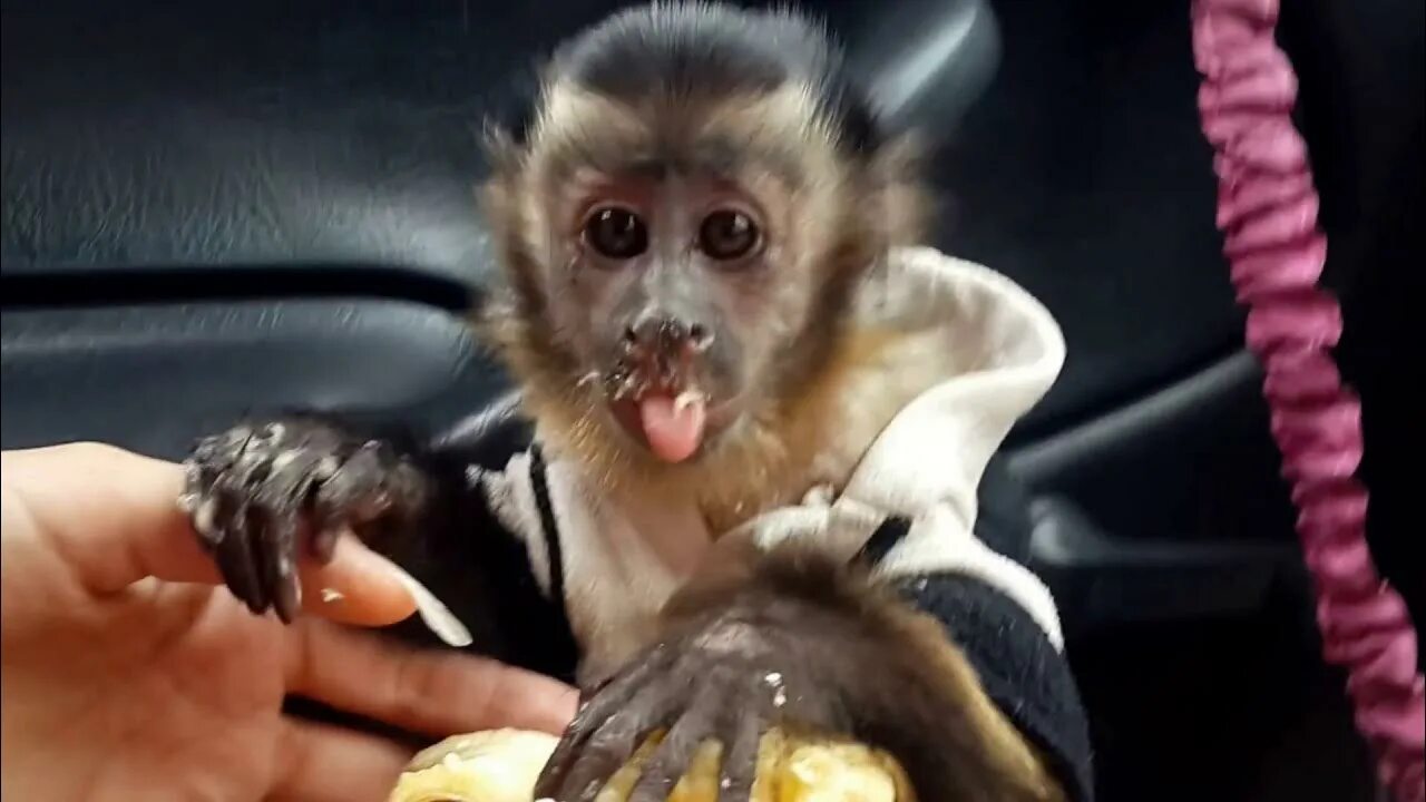 От улыбки обезьяна подавилася бананом. Капуцин. Капуцин обезьяна с бананом. Обезьяна ест банан. Обезьянка кушает.