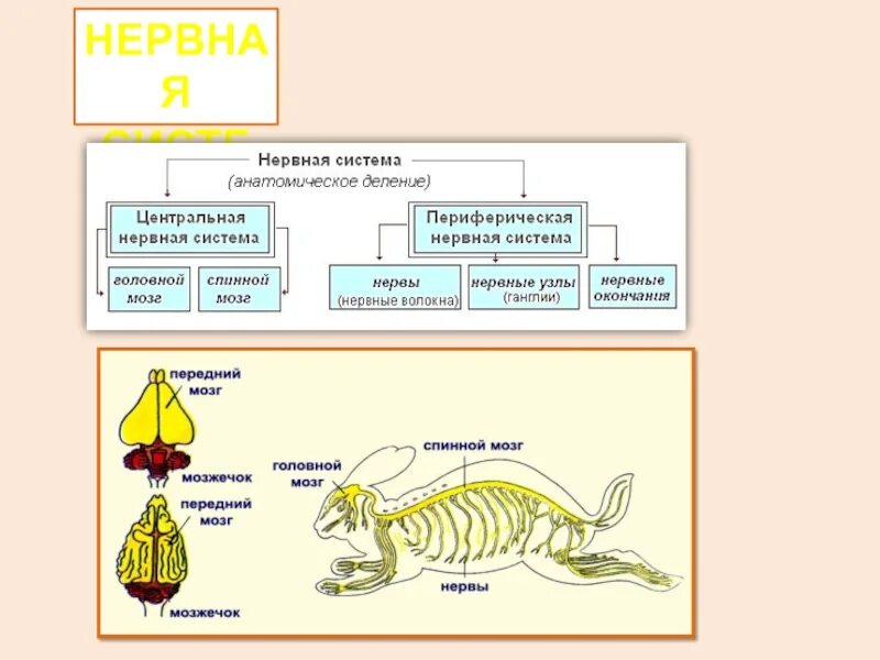 Нервная система млекопитающих характеризуется высокой степенью. Нервная система млекопитающих 7 класс. центральная нервная система млекопитающих. нервная система млекопитающих состоит из. головной и спинной мозг у млекопитающих.