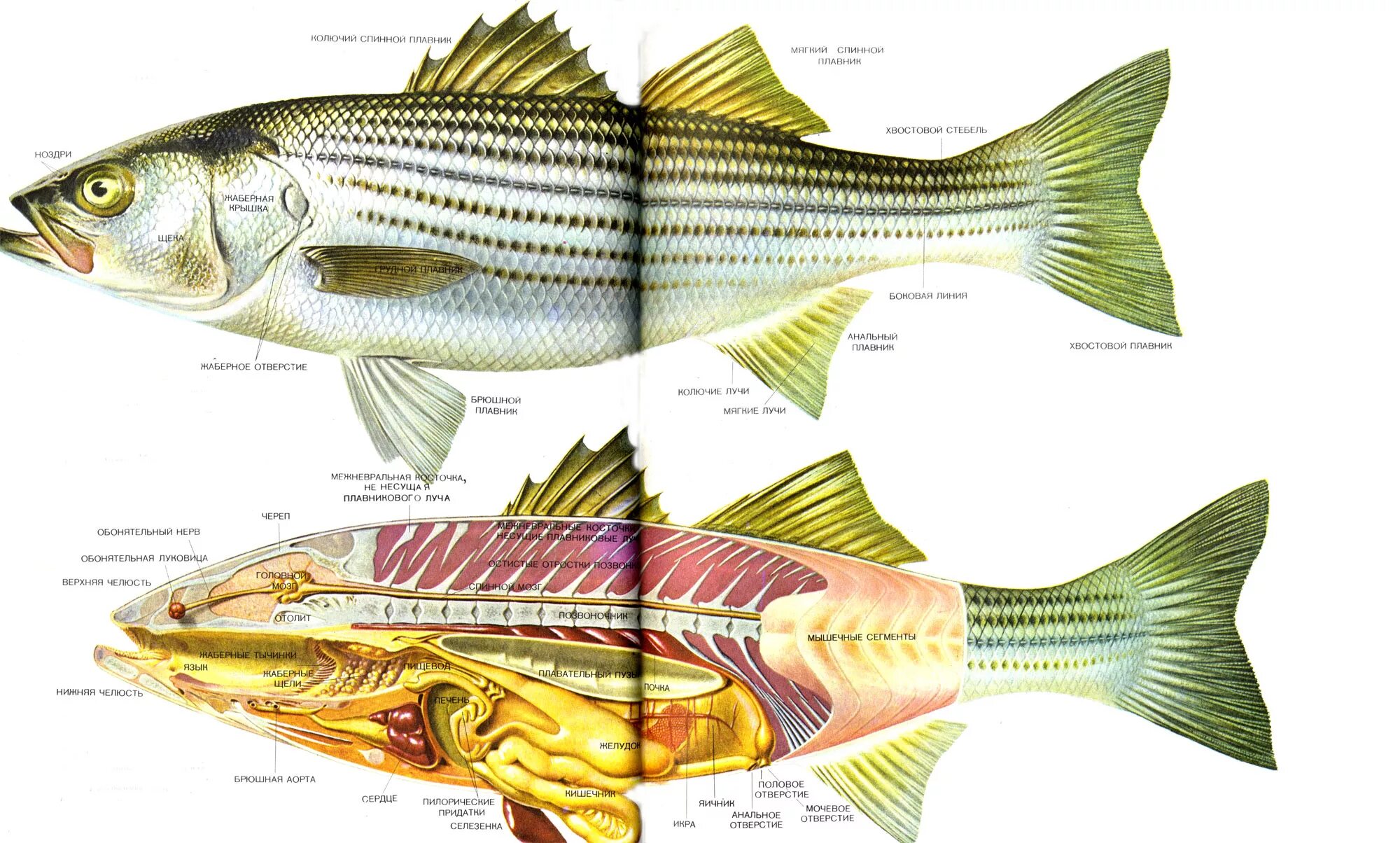 Внутреннее строение анчоуса. Анатомия рыбы. Рыбы (биология). Внешнее строение рыбы.