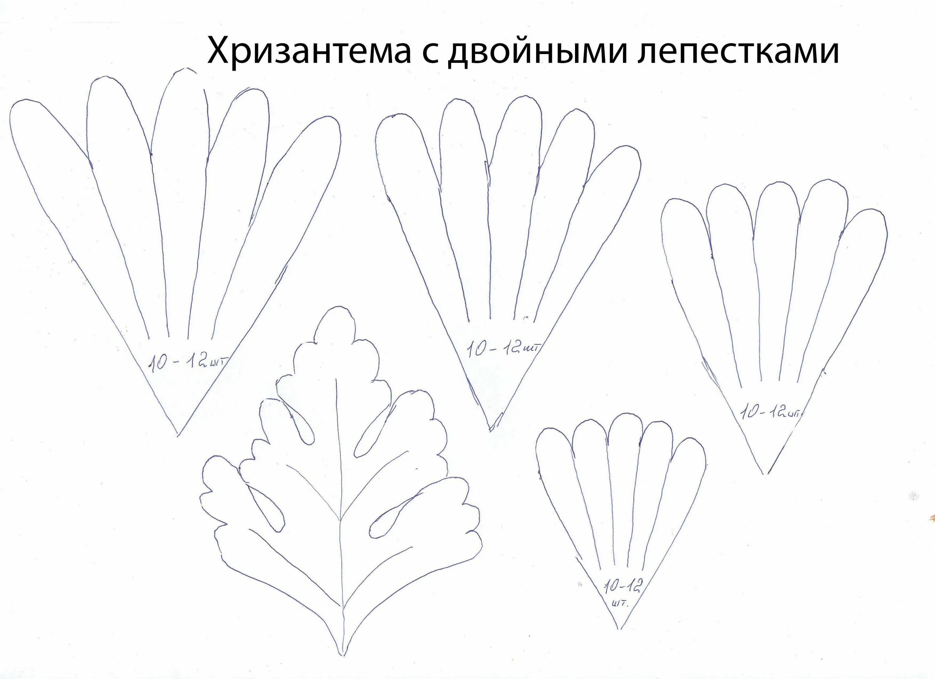 Шаблон хризантемы. Выкройки цветов. Цветы из фоамирана выкройки. Выкройка хризантемы из фоамирана. Макет хризантемы из фоамирана.