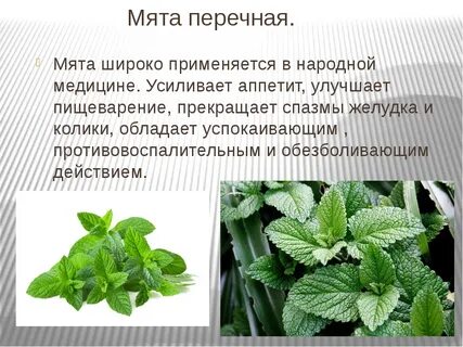 Систематика мяты