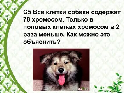 Сколько хромосом у собаки