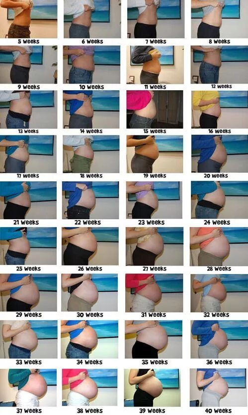 Живот на 2 месяце беременности двойней. Размер живота по неделям беременности. Живот по неделям беременности. Живот беременных по неделям. Живот у полных беременных по неделям.
