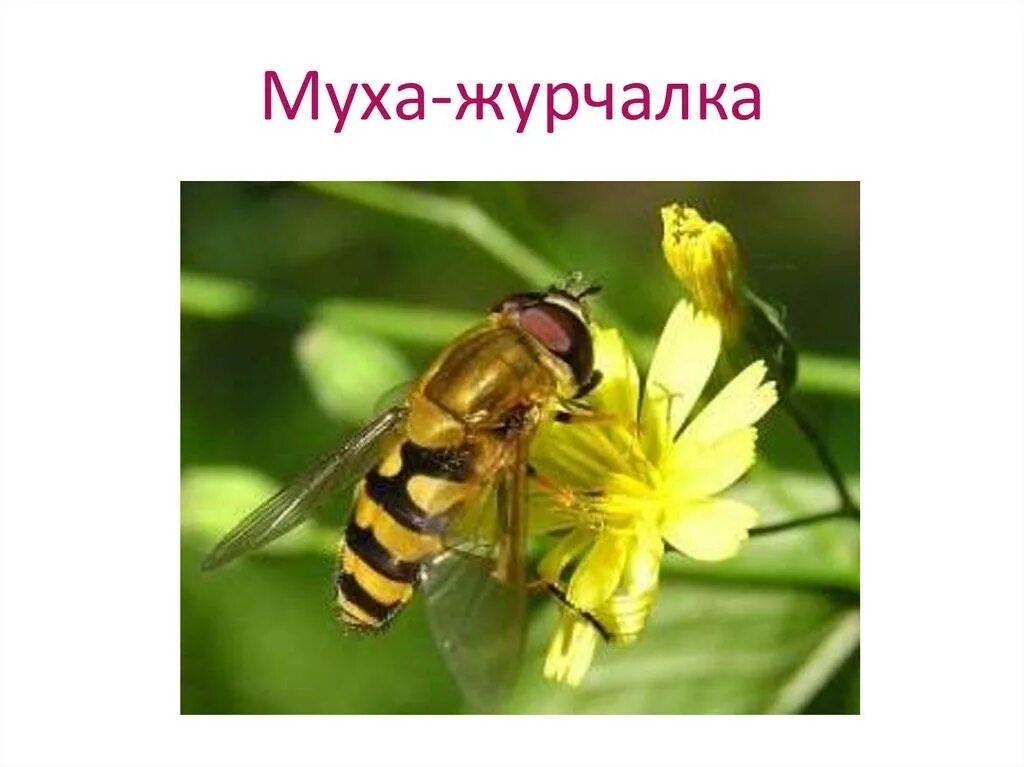 Оса муха журчалка. Муха журчалка Мимикрия. Оса Муха журчалка пчела. Муха журчалка и Оса сравнение. Муха журчалка и Оса Мимикрия.