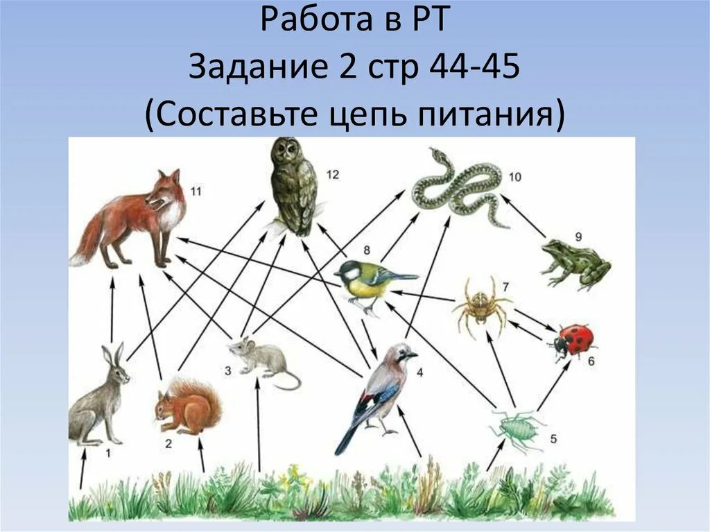 6 Цепочек питание биология. Цепочка питания биология 5. Цепь питания из 7 звеньев. Пастбищная цепь консументы.