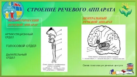 Периферический отдел речевого аппарата