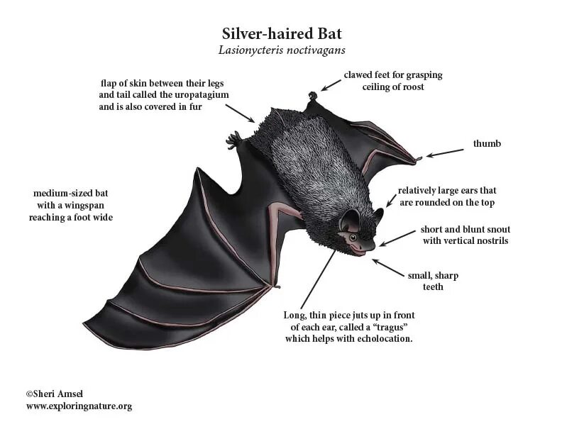 Bat variables. Black bat. bat цвета. bat web. bat cycle.