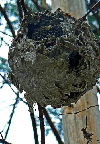 Open nest