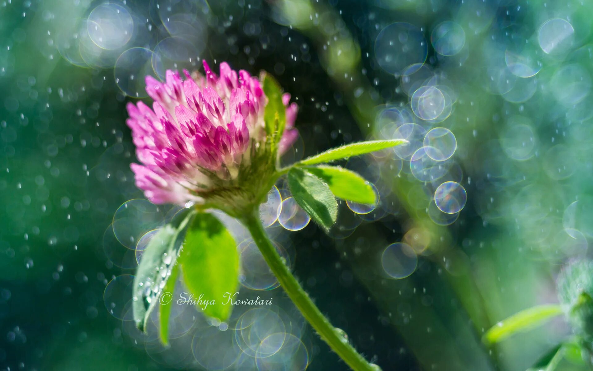 Clever издательство логотип. Газон клевер белый ползучий. Клевер 4 листный. Шестилистный клевер. Издательство клевер.