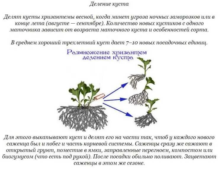 Можно ли делить кусты. Черенкование мультифлоры хризантемы. Размножение хризантемы мультифлора черенками. Деление куста хризантемы мультифлора весной. Черенкование мультифлоры осенью хризантемы мультифлора.