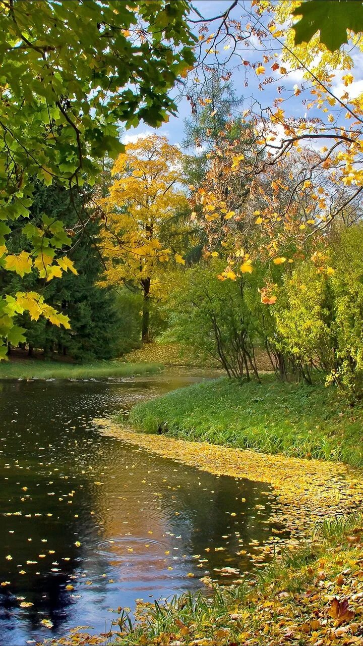 Осенний лес. Сентябрь природа. Прекрасная осень. Осенний парк. Осенняя природа.