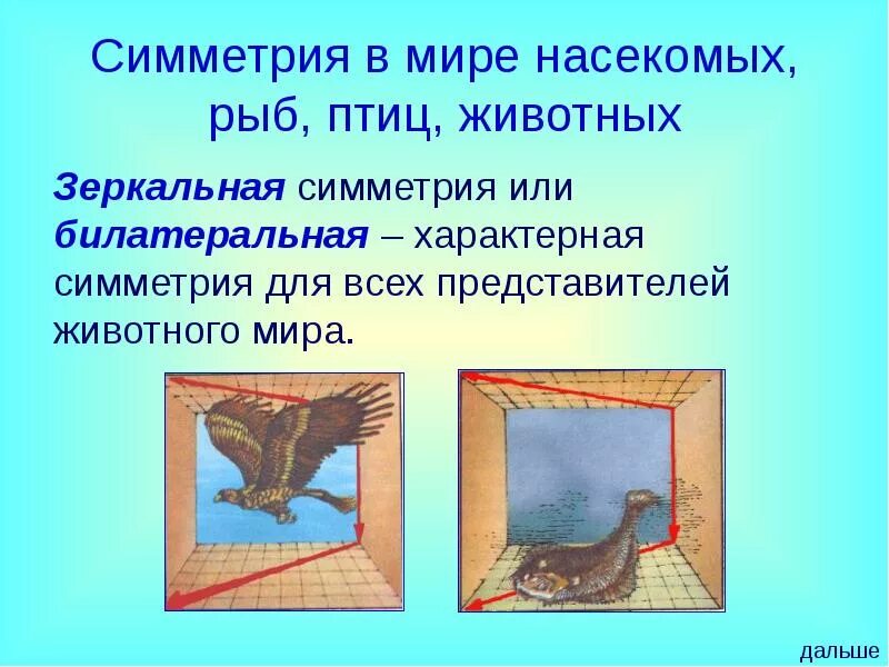 Тип симметрии птиц. Симметрия в мире насекомых, рыб, птиц, животных. симметрия в мире животных. укажите тип симметрии птицы.