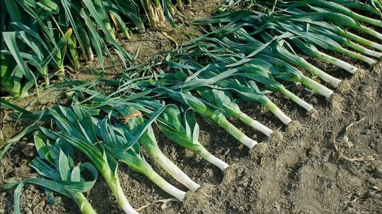 Лук-порей цветение. Лук порей саженцы. Лук порей сегун. Окучивание лука порея. Порей агротехника.