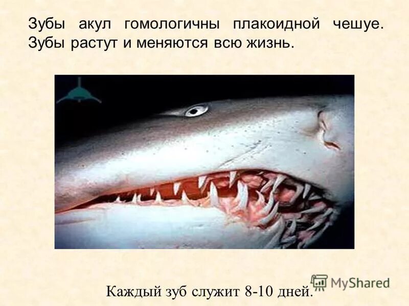 У каких животных растут зубы. У каких животных растут зубы. У каких животных растут зубы. У каких животных растут зубы. Зубы у акулы растут всю жизнь.