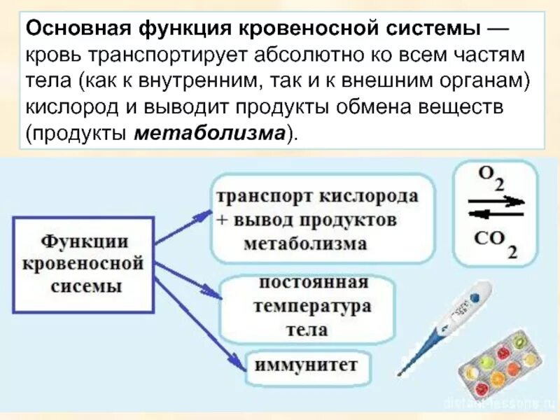 Функции кровеносной системы органов животных. Функции кровеносной системы 4 класс. функции кровеносной системы человека 5 класс. кровеносная система человека функции кратко. функции кровеносной системы животных.