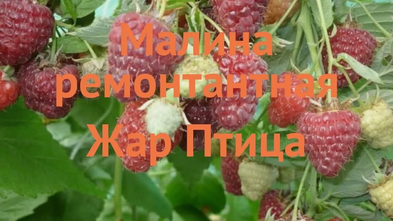Малина ремонтантная жар птица описание. Малина ремонтантная куст. Малина крепыш малиновое дерево. Малина сорт жар птица. Малина туламин.
