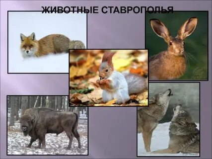 Ставропольские животные