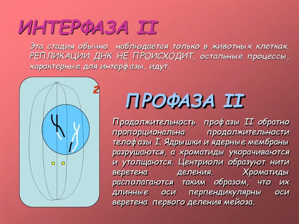 Для интерфазы характерно. Процессы, характерные для интерфазы клетки.. интеркинез мейоза. интерфаза 2. мейоз интеркинез 1.