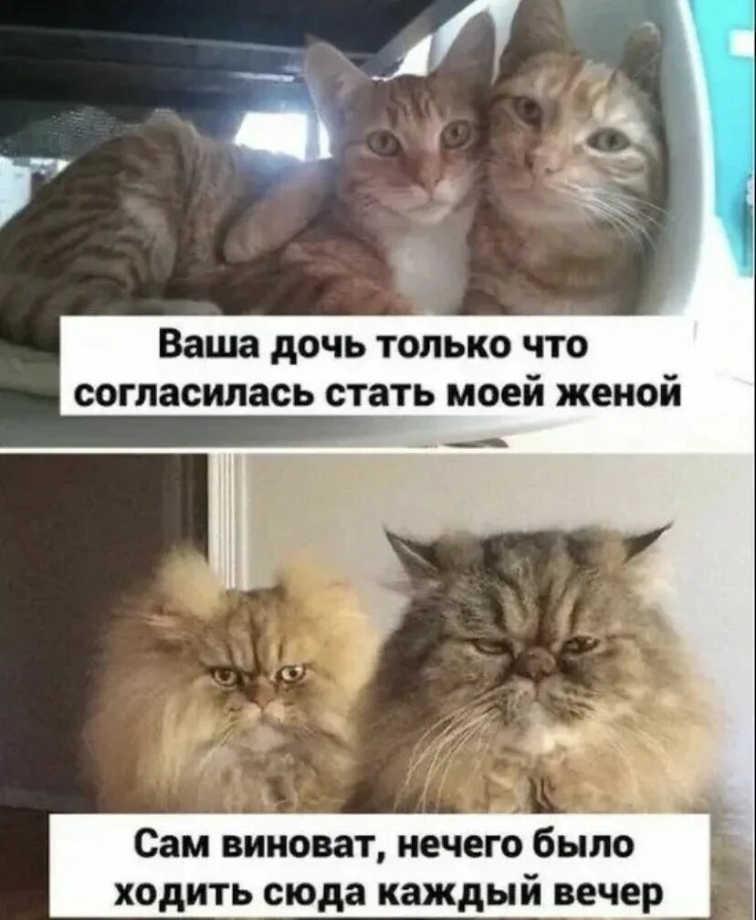 дочь согласилась. ваша дочь согласилась стать моей женой сам виноват нечего было ходить. твоя дочь. дочь согласилась. дочь согласилась.