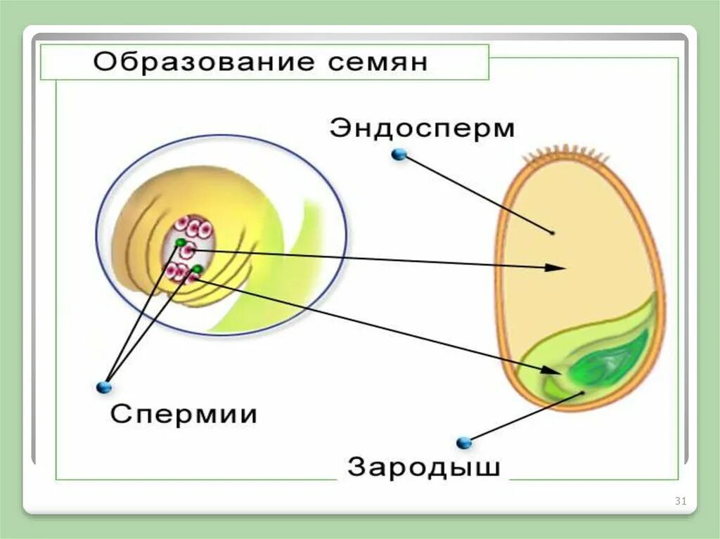 Образование зародыша семени