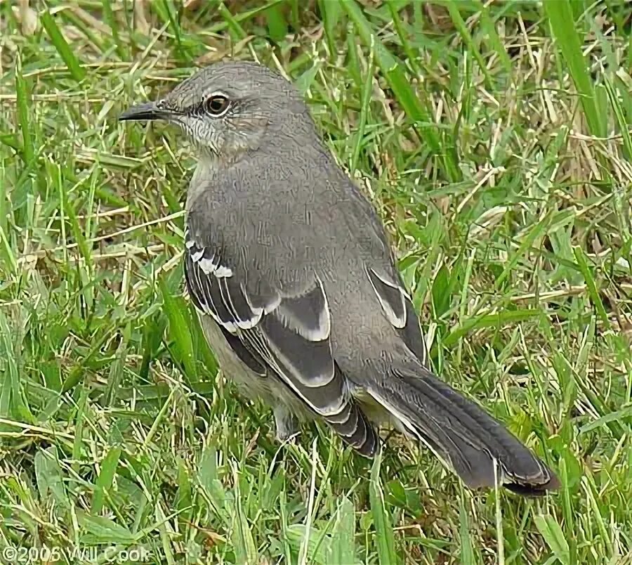 Mockingbird reman