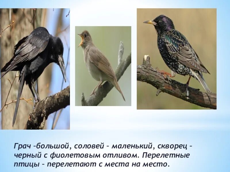 Птицы прилетающие весной в россию. Птицы которые прилетают весной. Перелетные птицы которые прилетают весной. Птицы которые прилетают весной в Сибирь. Первые птицы прилетающие весной.
