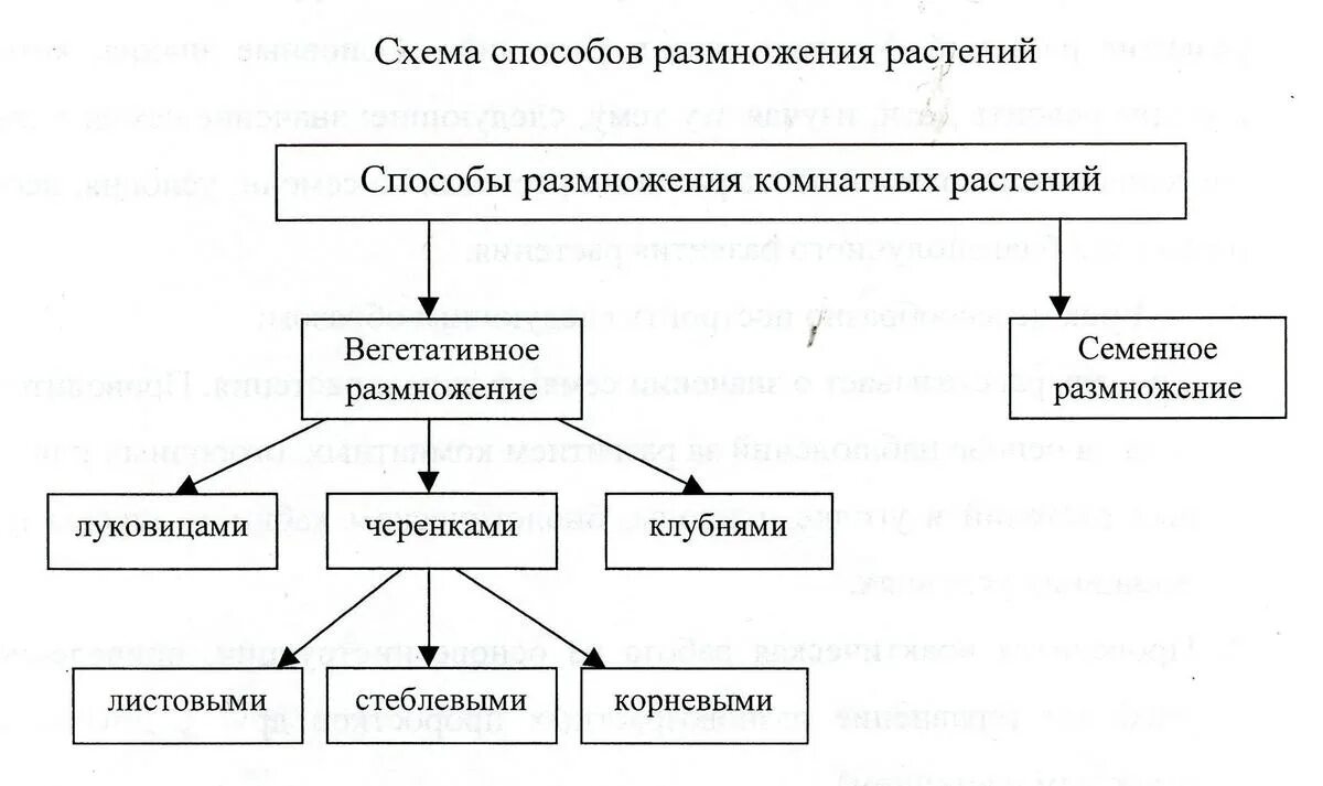 Какие способы размножения растений вы наблюдали. Схема способы размножения растений. Вегетативное размножение цветковых растений схема. Схема способы вегетативного размножения растений 6 класс. Составьте схему «размножение растений»,.