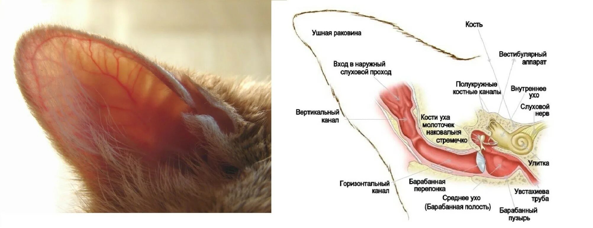 Строение наружного кошачьего уха. Ухо собаки строение анатомия. Наружное ухо кошки анатомия. Строение ушной раковины кота. У каких животных есть ушная раковина