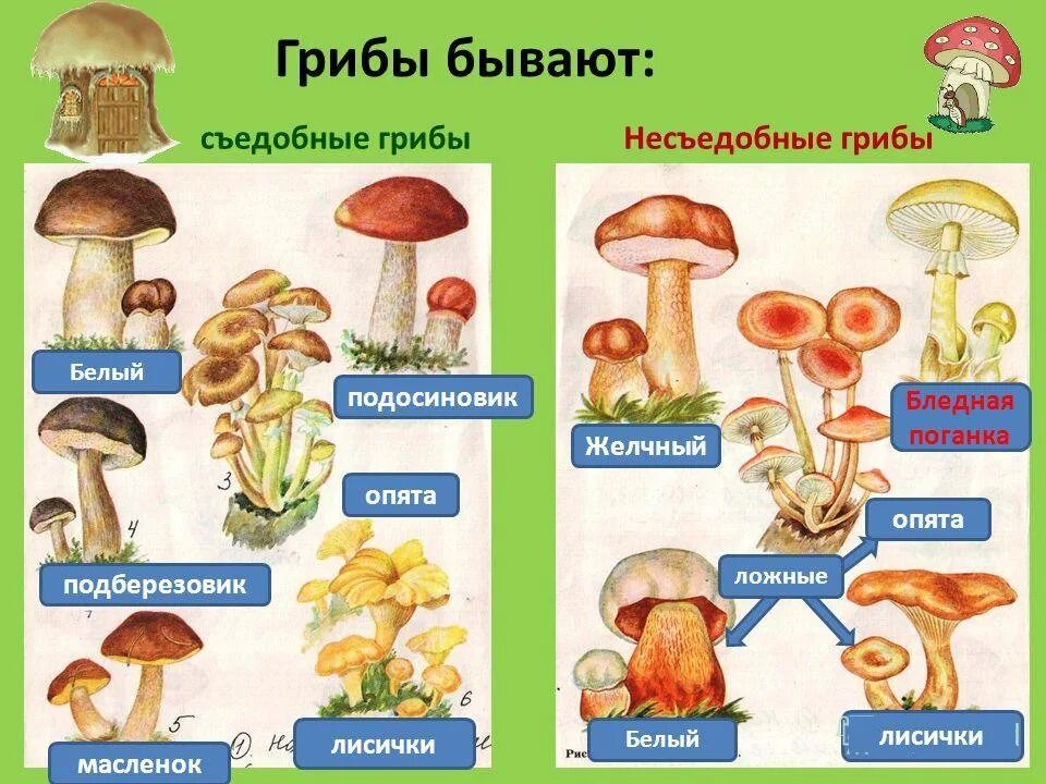 Два ядовитых гриба. Грибы съедобные и несъедобные с названиями. Съедобные грибы и несъедобные грибы названия. Грибы съедобные несъедобные и ядовитые. Грибы съедобные и несъедобные рисунки с названиями.