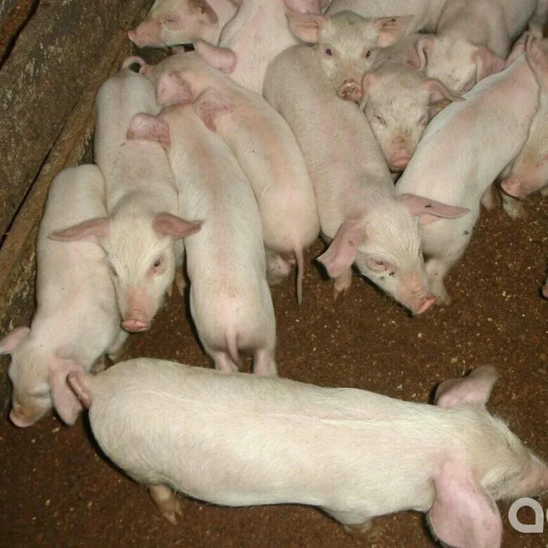 Купить поросят в ленинградской. Поросята 10 штук. Объявление о продаже поросят. Породы свиней которые есть в Пензенской области. Ливенская порода свиней.