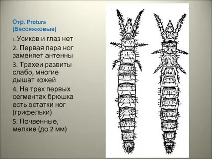 Одна пара усиков одна пара глаз