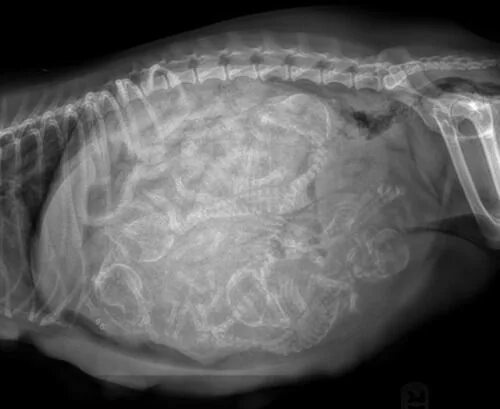 Беременна ли сука. Рентген снимок беременной собаки. Рентген беременной кошки.