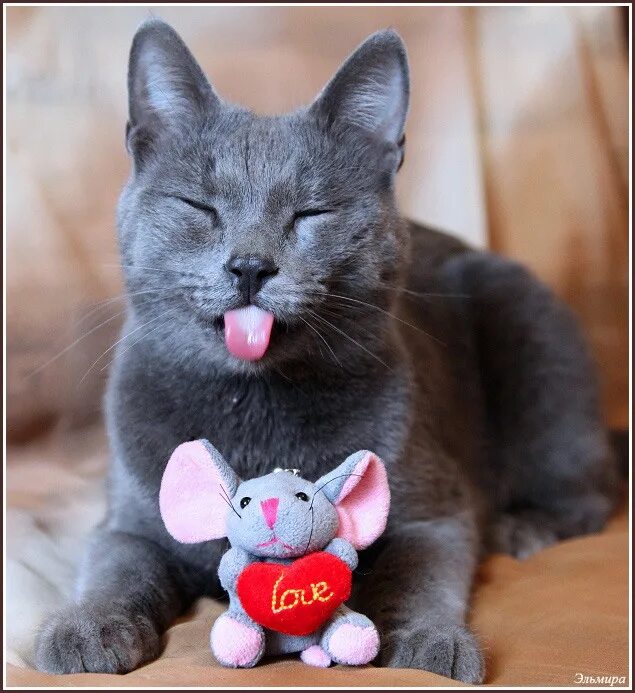 Мышь кот 10. Кошка и мышка любовь. застенчивый котик. британская кошка с мышкой. мышка любит котика.