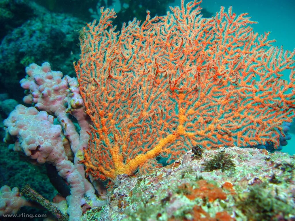 Coral обзор. Коралловые полипы альционарии. Герматипные кораллы. Дендрофилия коралл. Notocyathus коралл.