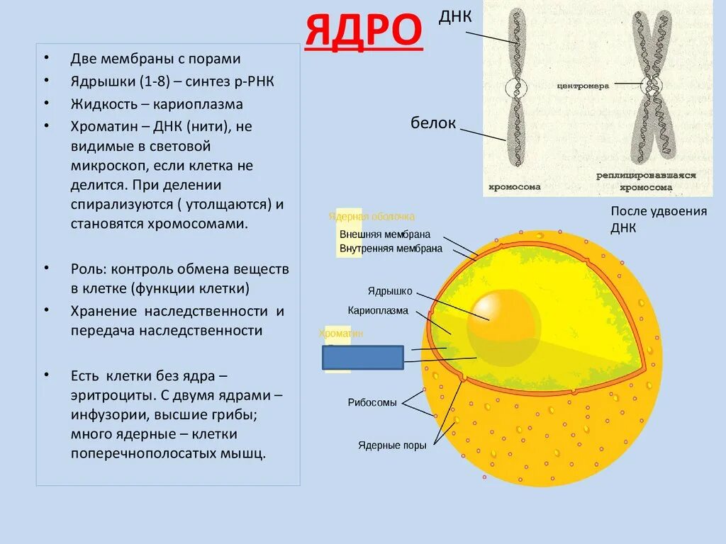 Ядро 5.15. Кариоплазма ядрышко хроматин размер 2 - 20 мкм. Ядро 2 мембраны ядрышко. Ядерная мембрана ядро клетки. Клетка мембрана и ядро схема.