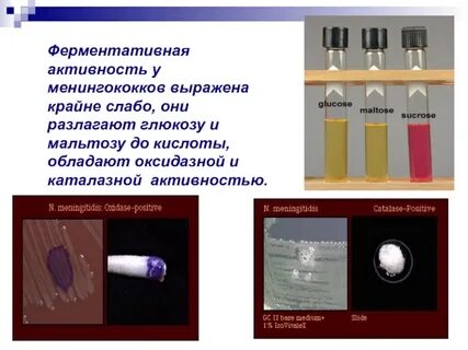 Ферментативная
