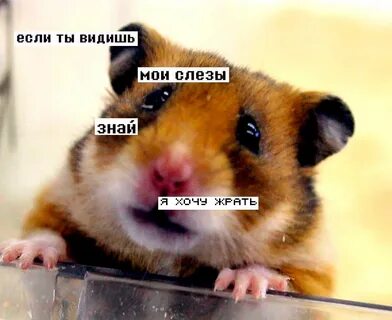 Хомяк под скрипку