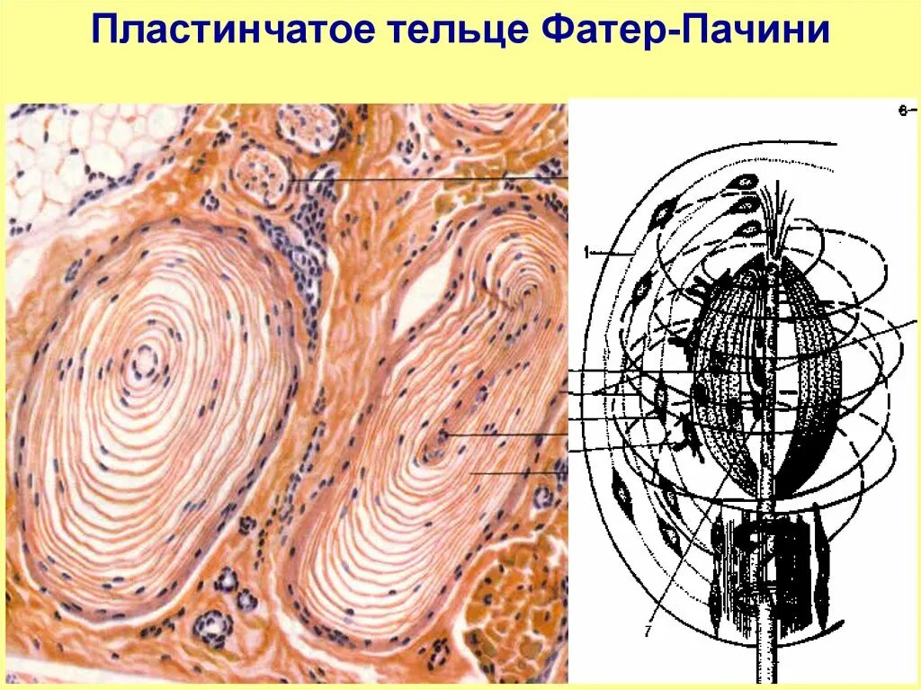 Тельце фатера Пачини препарат. Тельце фатер Пачини гистология. Пластинчатые тельца фатера-Пачини. Пластинчатые тельца фатера-Пачини строение. Пластинчатые тела