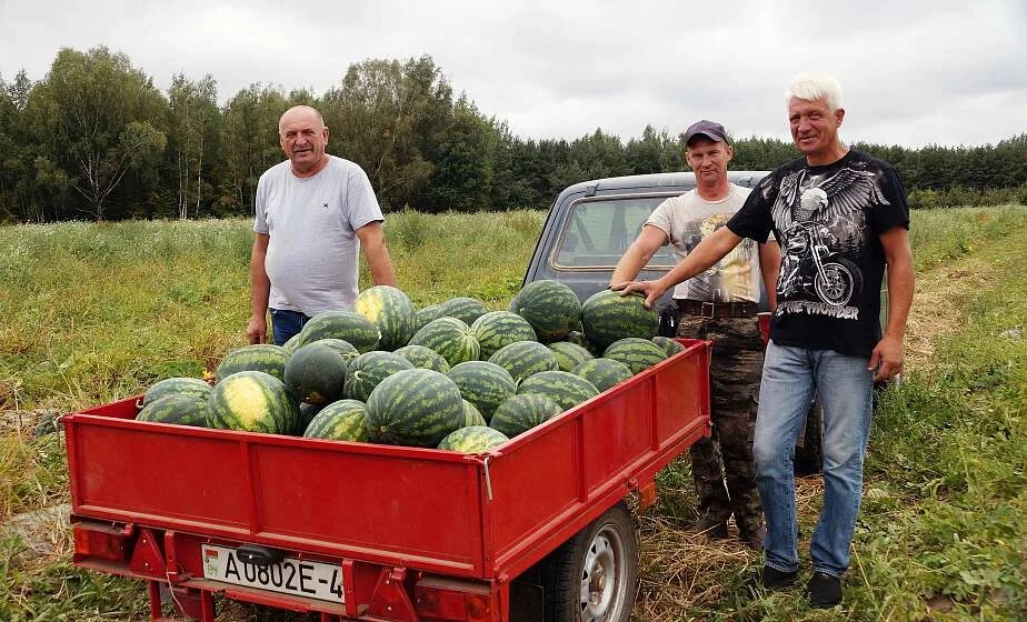 Арбуз по белорусски. Бахча Арбузная. Урожай в Белоруссии. Арбуз на бахче. Поле бахчи.