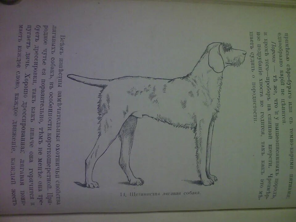 Груминг дратхаара схема. Дратхаар собака стойка. Оценка формы и шерсти собак породы Deutsch-Drahthaar. Дратхаар в стойке векторный рисунок. Рассмотрите фотографию собаки породы немецкий дратхаар