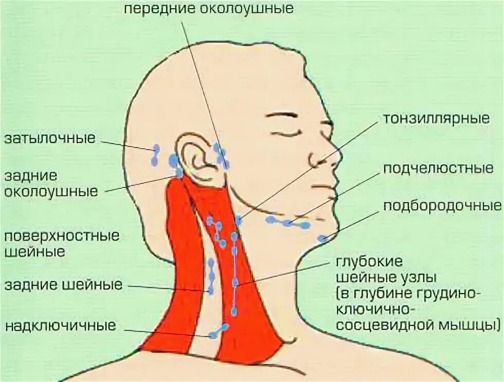 Что значат лимфоузлы. Где располагаются лимфоузлы на шее сзади. Воспаление лимфатические узлы шеи сзади. Воспалились лимфоузлы на шее сзади справа. Шейные лимфоузлы где находятся.