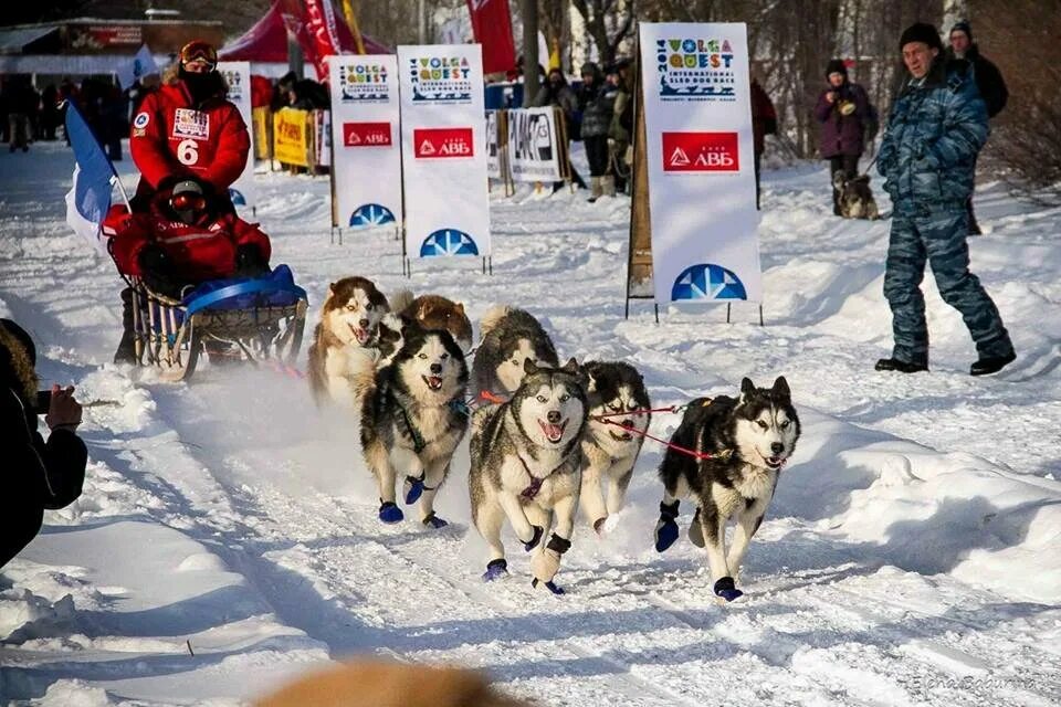 серебро севера тольятти. хаски тольятти ягодное экскурсия. деревня ездовых собак серебро севера тольятти. деревня хаски тольятти. хаски тольятти ягодное экскурсия.