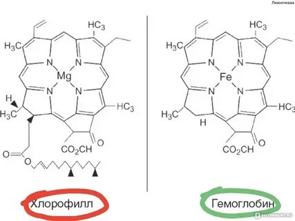 Содержат много хлорофилла