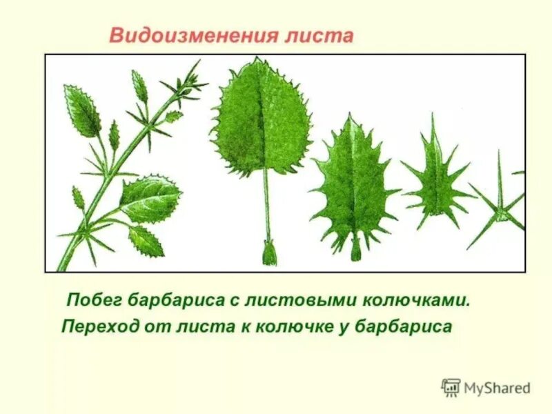 Рисунок видоизмененных листьев