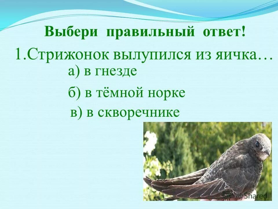 Стрижонок скрип. Астафьев в. "Стрижонок скрип". Презентация в. Астафьев " Стрижонок скрип". Как стрижонок скрип научился летать какие слова