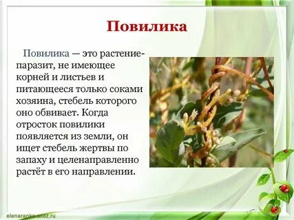 Отсутствие хлорофилла у растений паразитов