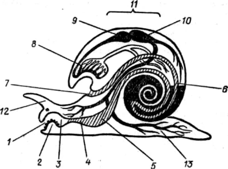 Виноградная улитка имеет мантийную полость. Брюхоногие моллюски строение. Внутреннее строение брюхоногих моллюсков. Брюхоногие моллюски мантийная полость. Внутреннее строение брюхоногого моллюска.
