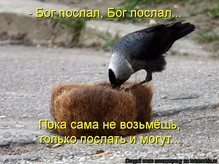Сегодня бог послал. Поза бога. бог послал. ондатровая шапка юмор. послал бог родственничка.